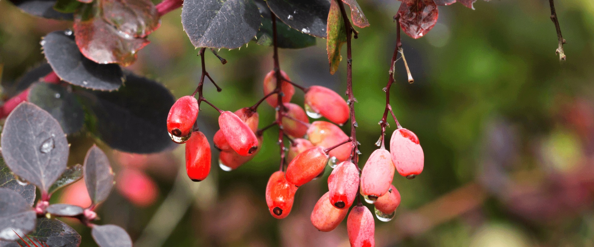 The Potential Side Effects of Berberine: What You Need to Know