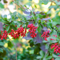 The Fascinating History of Berberine in Traditional Medicine