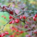The Potential of Berberine: An Expert's Perspective on its Anti-Cancer Properties