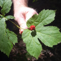 The Power of Berberine: A Natural Remedy for Infections