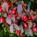 The Impact of Berberine on the Immune System