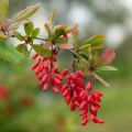 Berberine: A Natural Alternative to Antibiotics