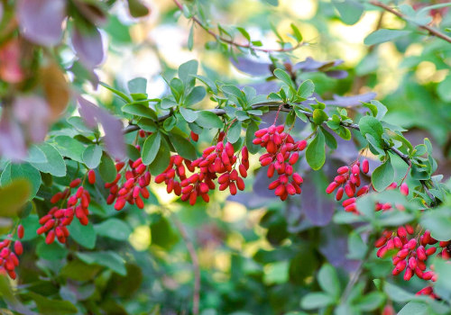 The Fascinating History of Berberine in Traditional Medicine