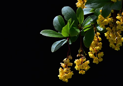 Berberine: The Natural Supplement You Need to Know About