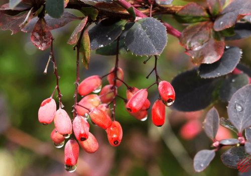 The Potential Side Effects of Berberine: What You Need to Know