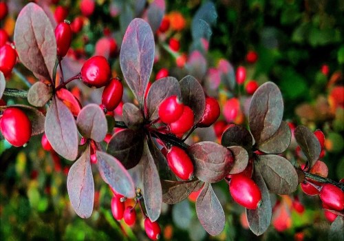 The Potential of Berberine in Treating Skin Conditions