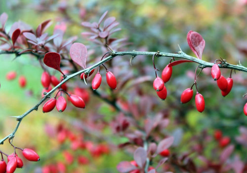 The Potential of Berberine: An Expert's Perspective on its Anti-Cancer Properties