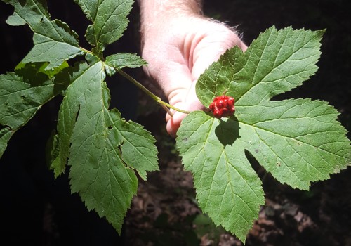 The Power of Berberine: A Natural Remedy for Infections