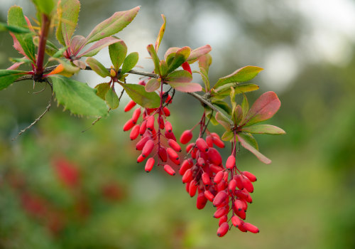 Berberine: A Natural Alternative to Antibiotics