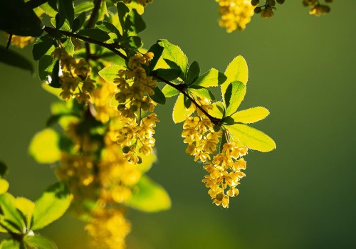 The Long-Term Effects of Berberine: What Research Says